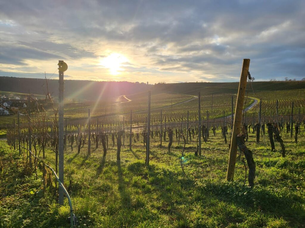 Ausblick über einen Weinberg bei Sonnenuntergang