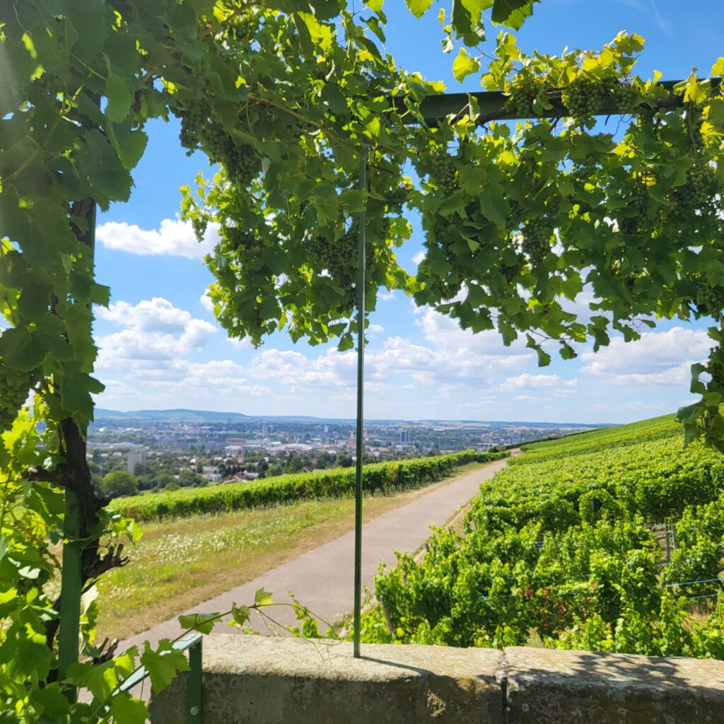 Ausblick über einen Weinberg